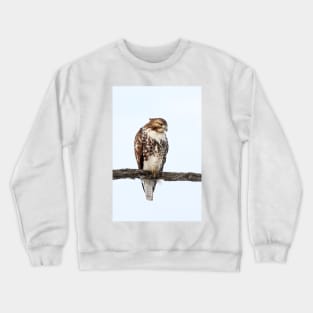 Red-tailed Hawk - Perched Crewneck Sweatshirt